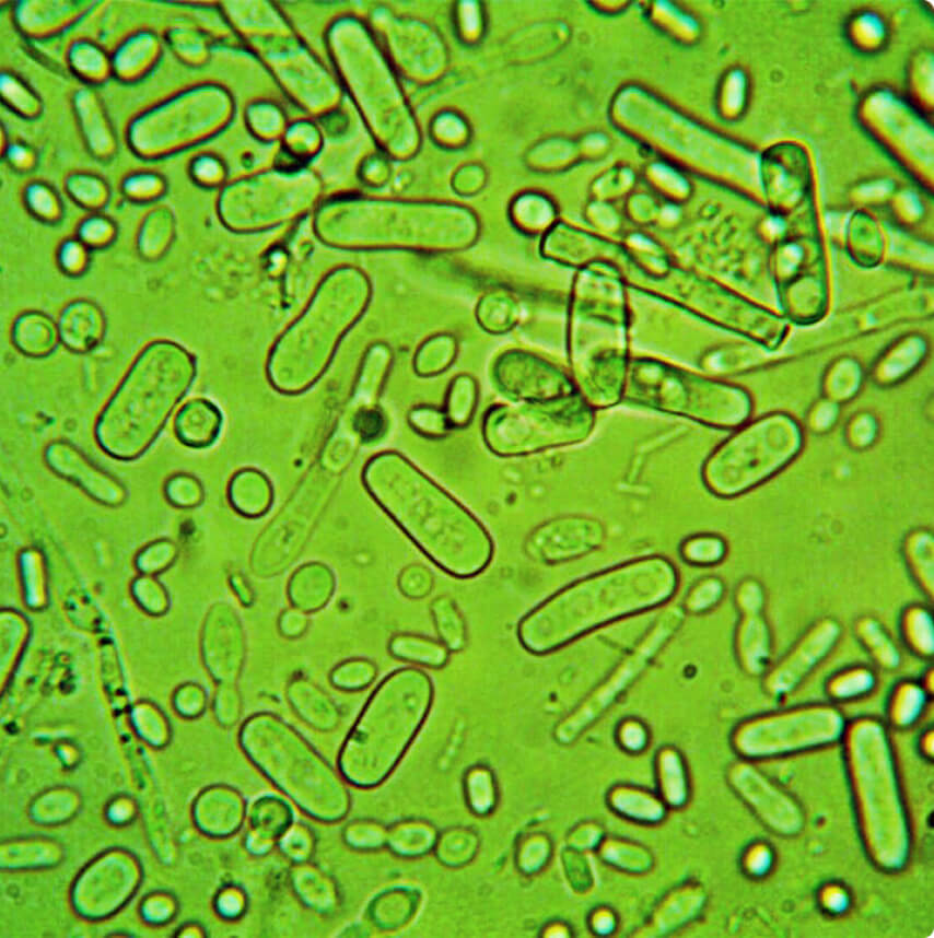 Visual breakdown of how probiotic biotechnology works at a microscopic level, showing bacteria breaking down dirt trapped in fibers